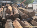 Xe đầu kéo chở hàng chục khối gỗ chưa rõ nguồn gốc xuất xứ